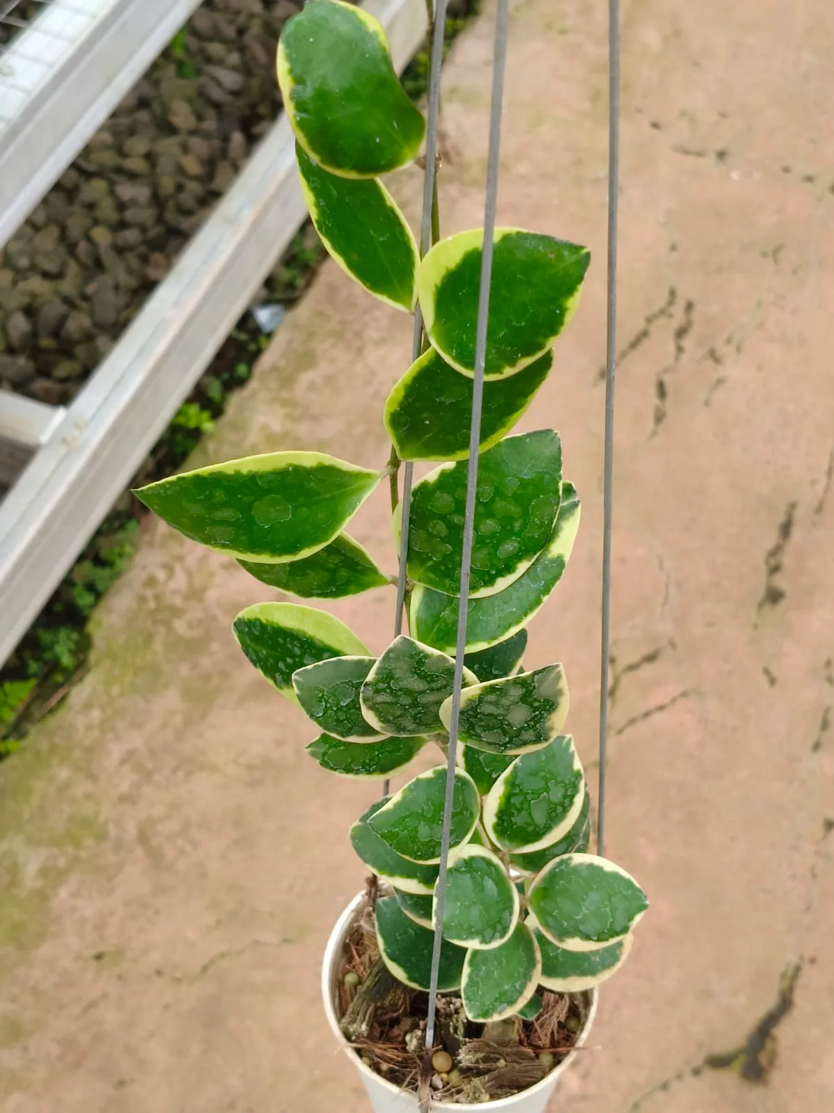 Hoya incurvula Albomarginata (Hoya incurvula)