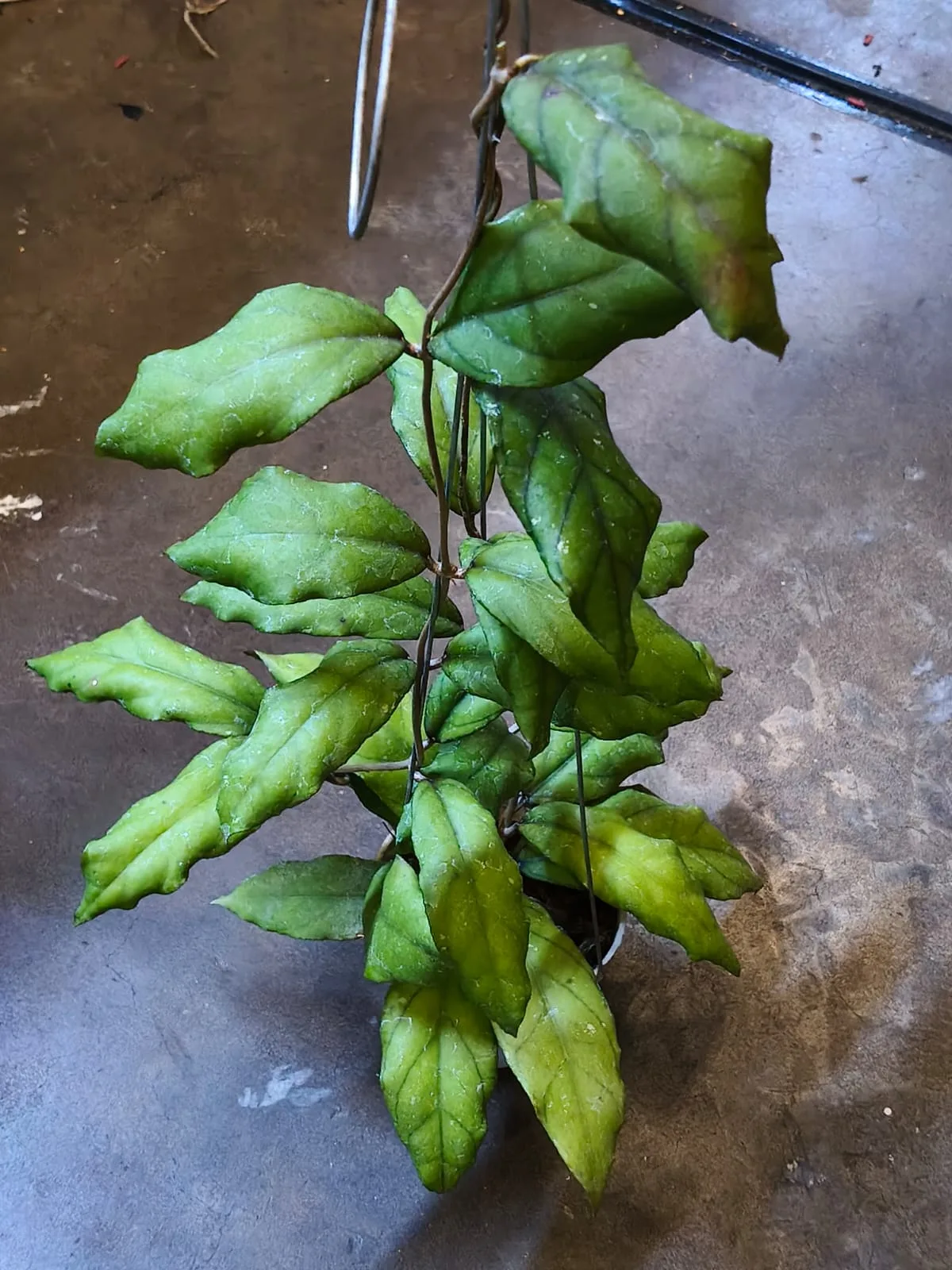 Hoya Takengon × Gunung Gading (Hoya hybrid)