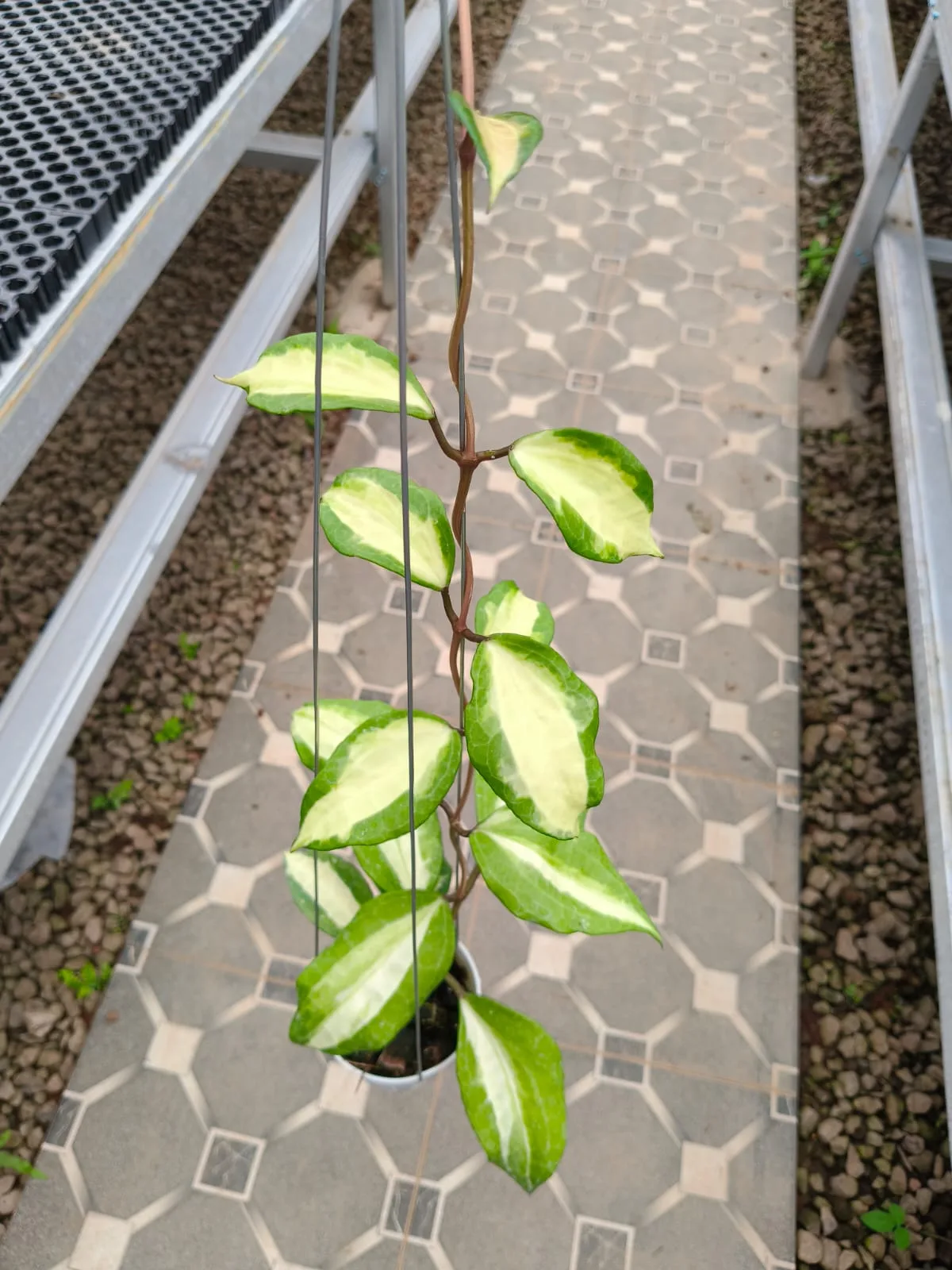 Hoya latifolia 'Jabar' Inner Variegated (Hoya latifolia)