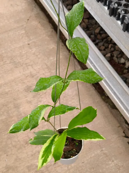 Hoya pimenteliana Albomarginata (Hoya pimenteliana) — rare plant for sale