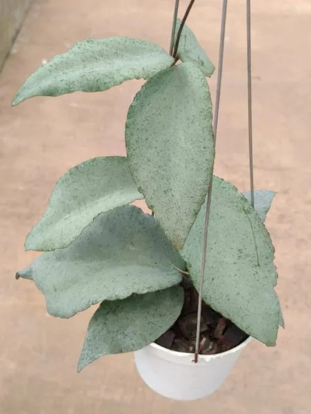 Hoya caudata 'Argene' (Hoya caudata) — rare plant for sale