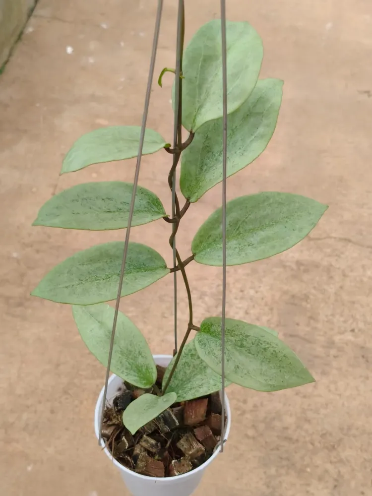 Hoya 'Elira' — rare Hoya plant from Indonesia