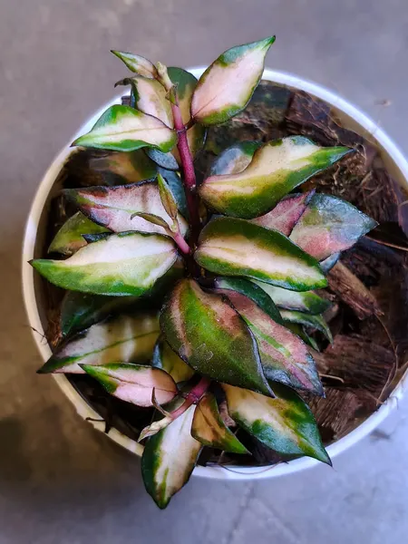 Hoya lacunosa 'Scarlet Glow' (Hoya lacunosa) — rare plant for sale