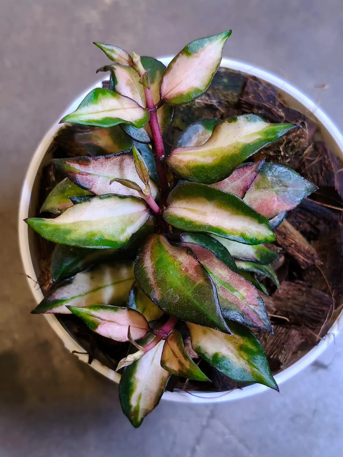 Hoya lacunosa 'Scarlet Glow' (Hoya lacunosa)