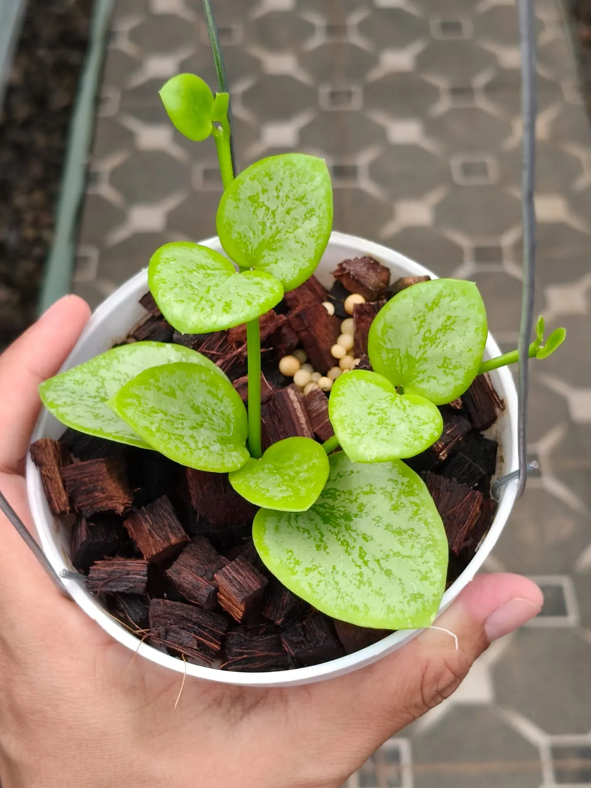 Hoya biakensis Splash (Sp. Biak) (Hoya biakensis)