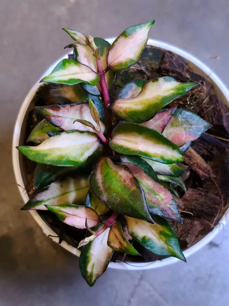 Hoya lacunosa 'Scarlet Glow' — rare Hoya plant from Indonesia