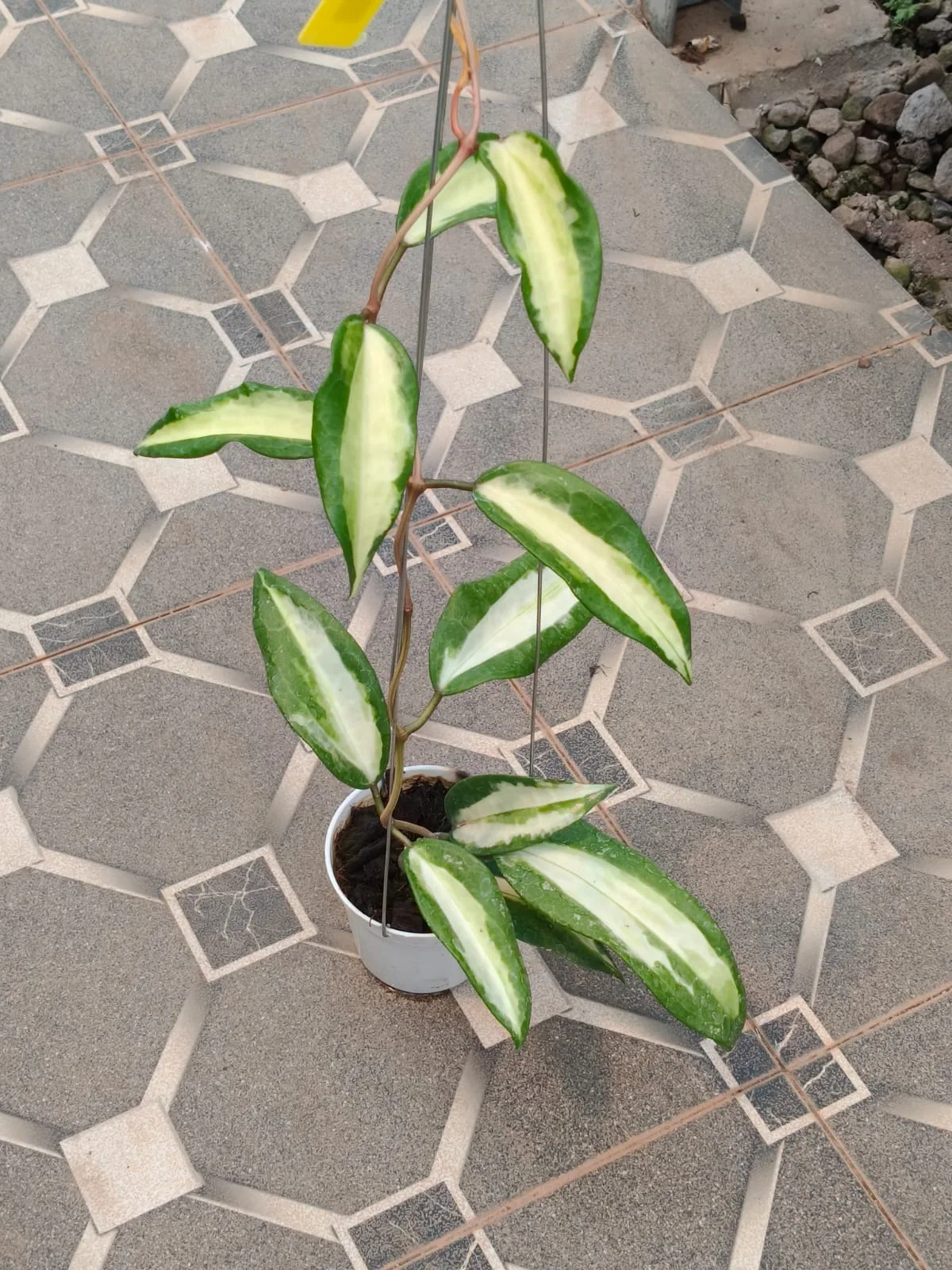 Hoya latifolia 'Queensy' (Hoya latifolia)