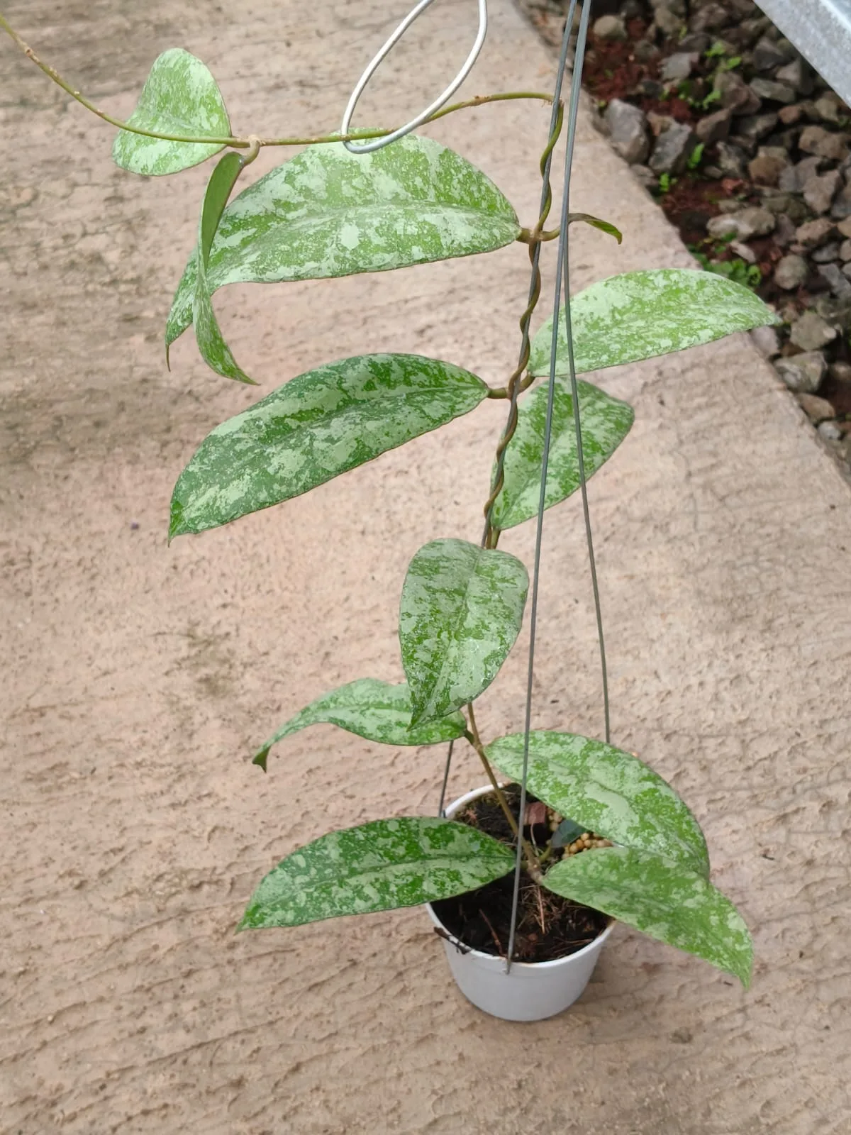 Hoya 'SLM 04' Splash (Hoya sp.)