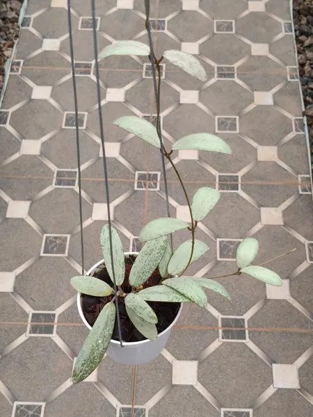 Hoya sigillatis 'Silver Moon' (Hoya sigillatis) — rare plant for sale
