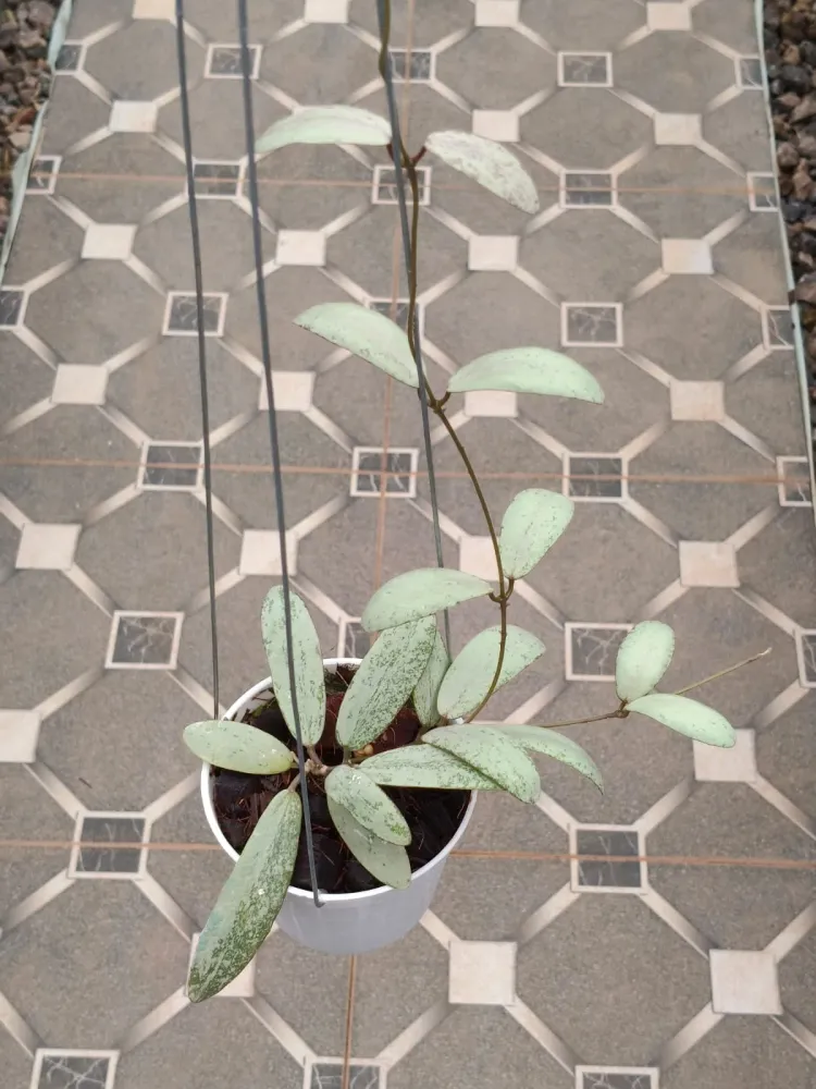 Hoya sigillatis 'Silver Moon' — rare Hoya plant from Indonesia