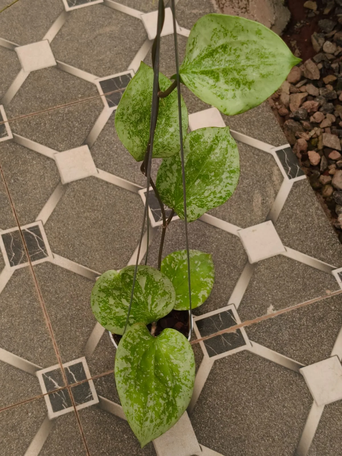 Hoya glabra 'Sidikalang' Splash (Hoya glabra)
