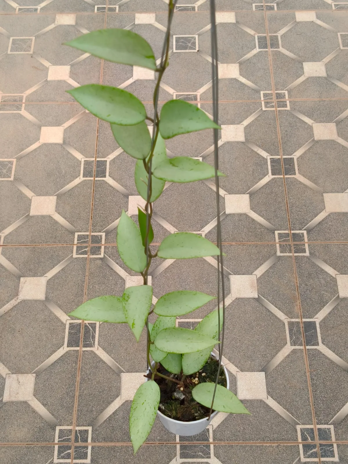 Hoya 'Snow Cui' Silver (Hoya sp.)