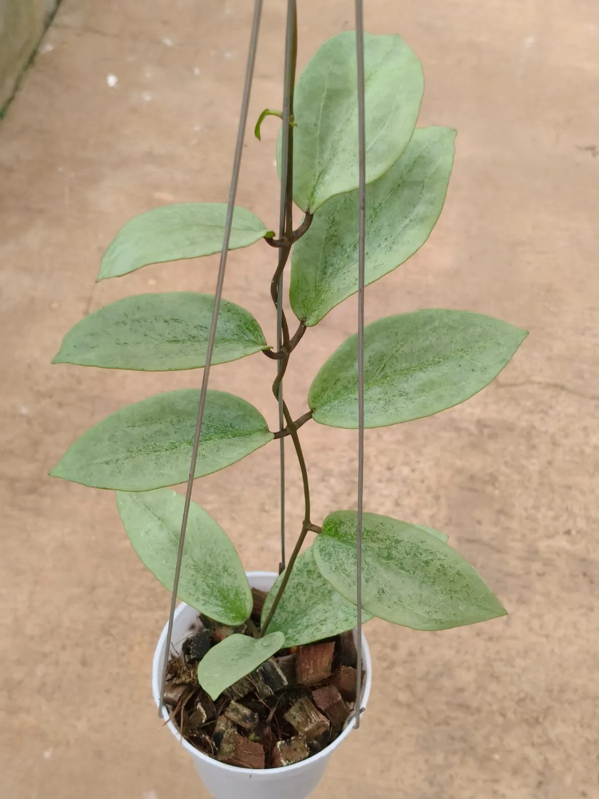 Hoya 'Elira' (Hoya sp.)
