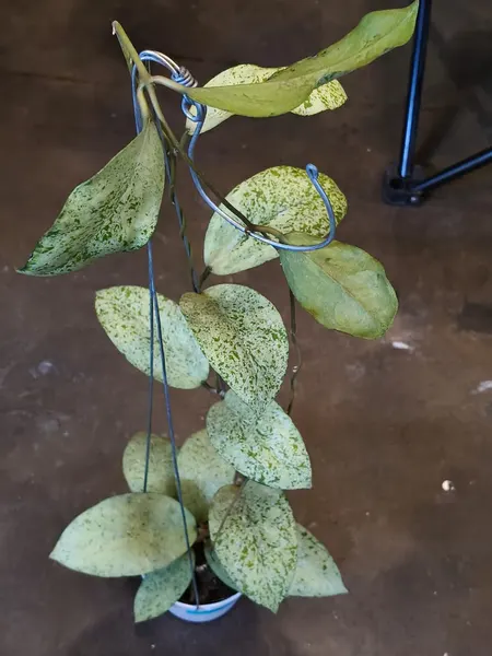 Hoya sp. 'Ponorogo' Silver (Hoya sp.) — rare plant for sale