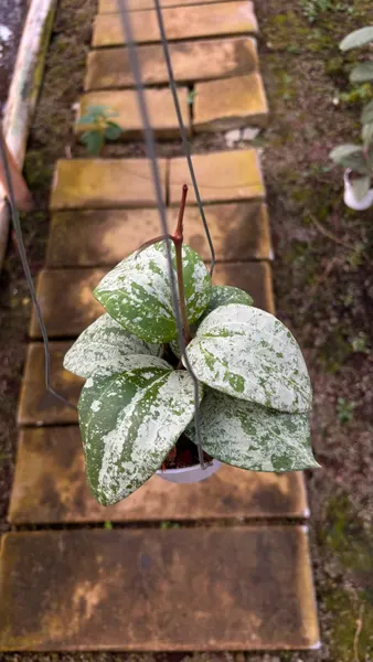 Hoya latifolia 'MRH' Silver (Hoya latifolia) — rare plant for sale