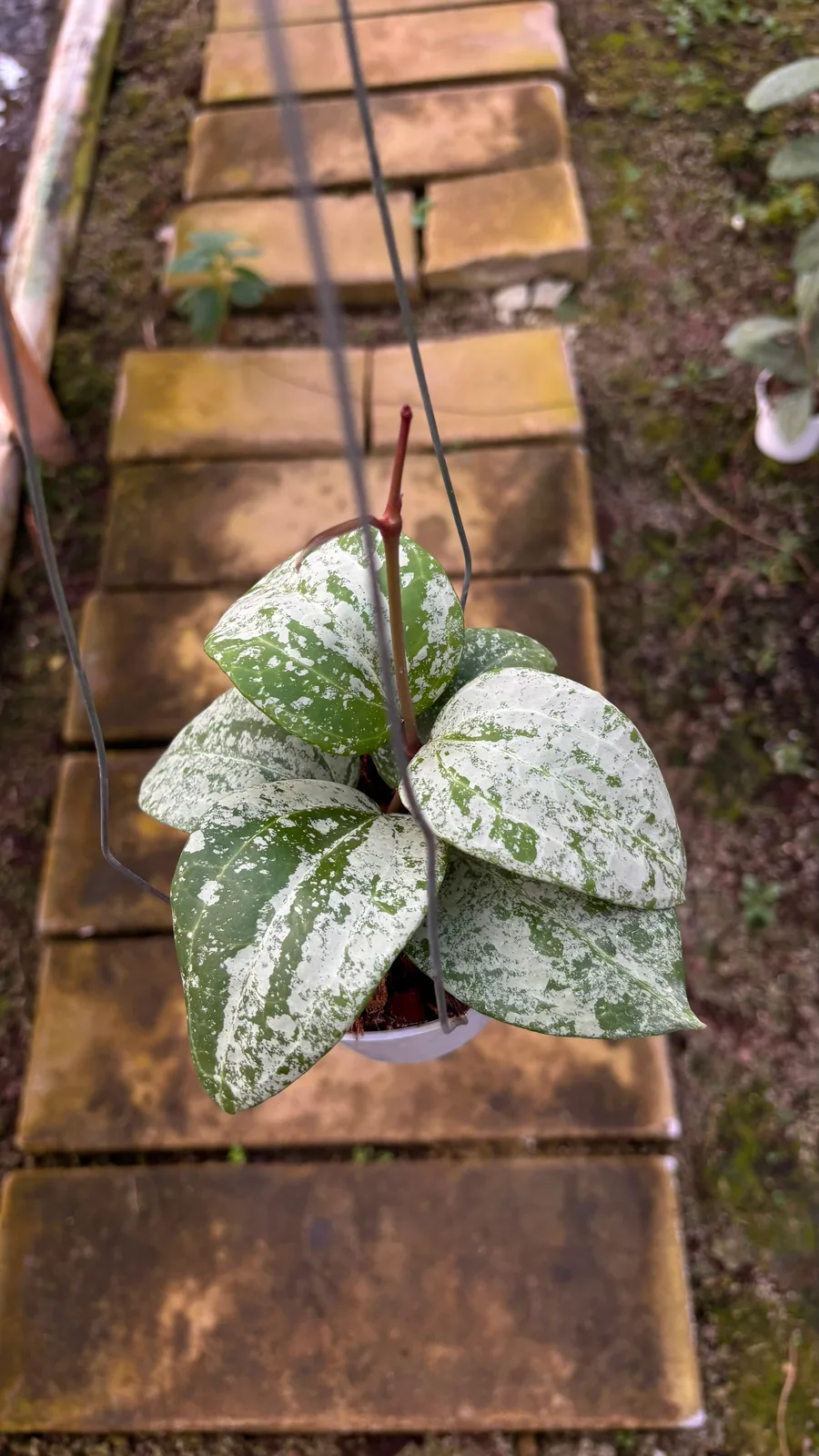 Hoya latifolia 'MRH' Silver (Hoya latifolia)